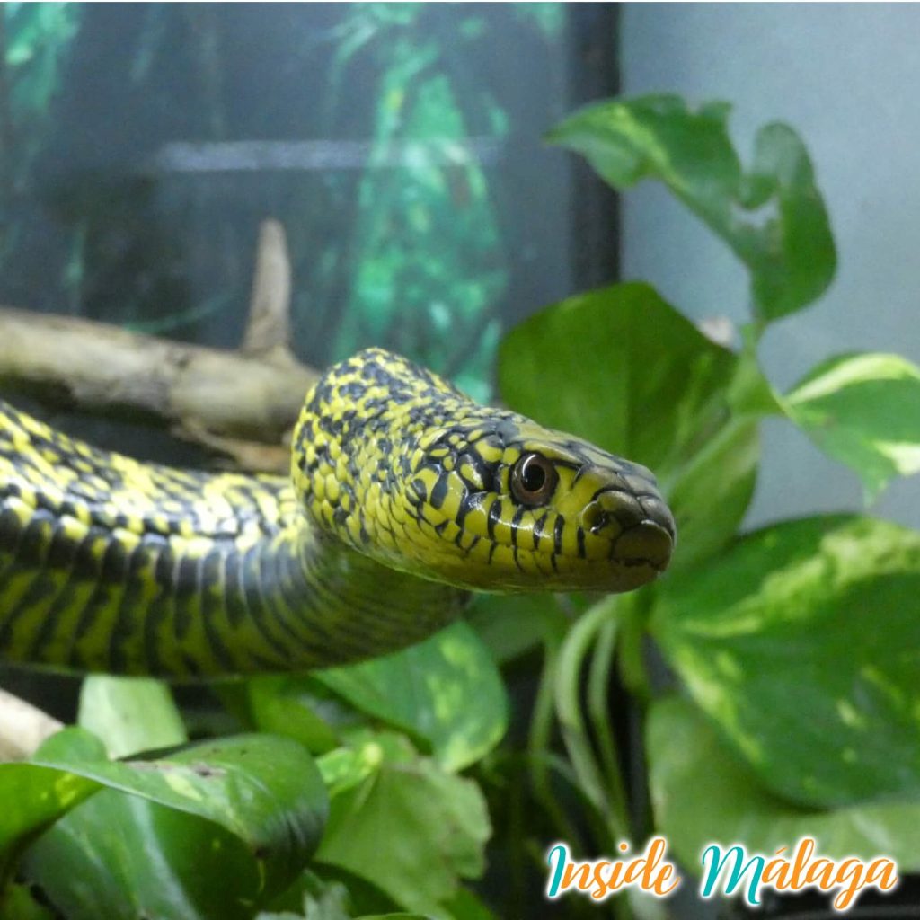 Slangen Snake-Room-Serpentarium-Fuengirla-Malaga